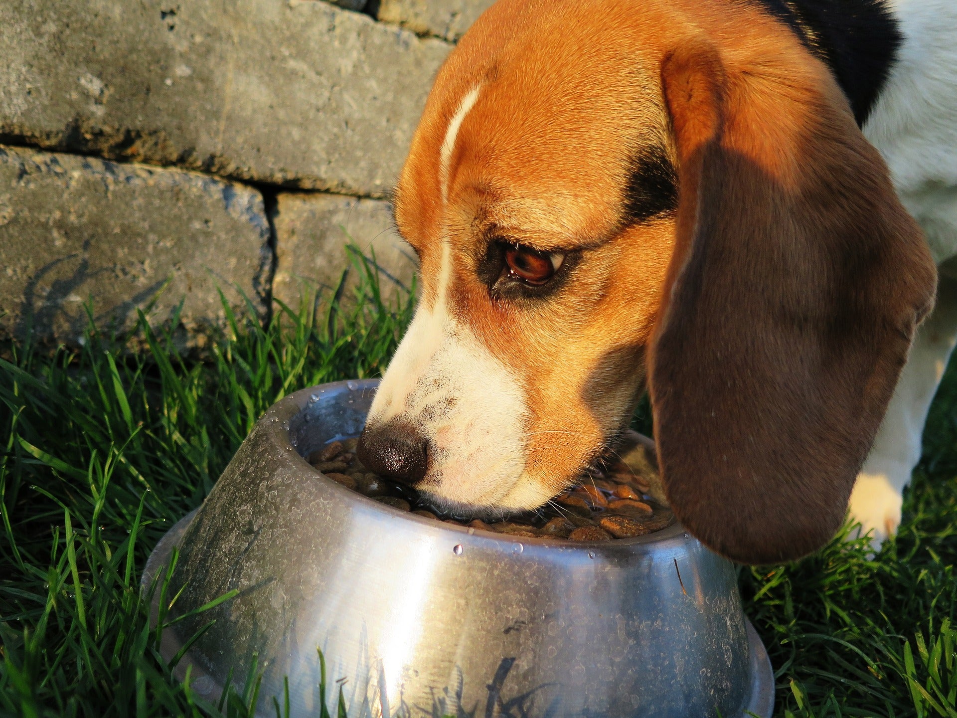 The Importance Of Supporting Small Batch All Natural Dog Treat Brands the-importance-of-supporting-small-batch-all-natural-dog-treat-brands