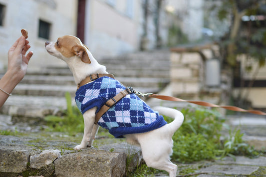 The Top 7 Health Benefits of Feeding Your Dog Organic Treats