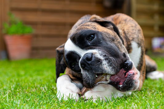 How to Read Dog Treat Labels to Ensure Organic Quality