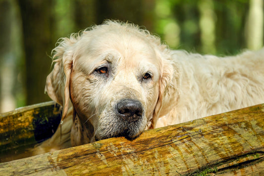 The Benefits of Adopting a Senior Dog