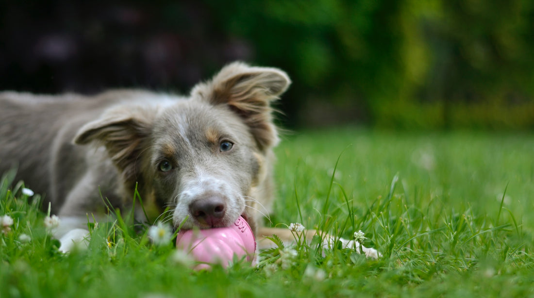 The Importance of Chewing for Your Dog's Dental Health