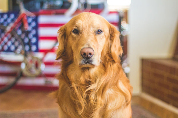 The Best Treats for Dogs with Sensitive Stomachs