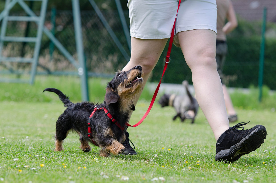 A Beginner's Guide to Dog Training