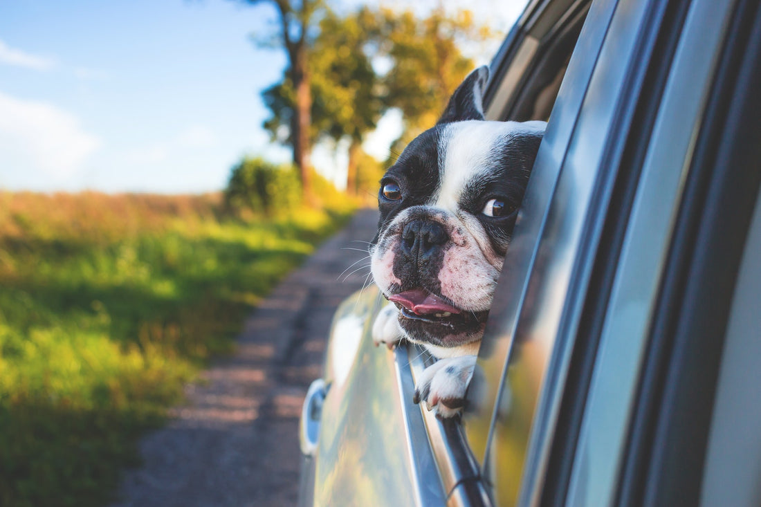 How to Prepare your Dog for a Roadtrip