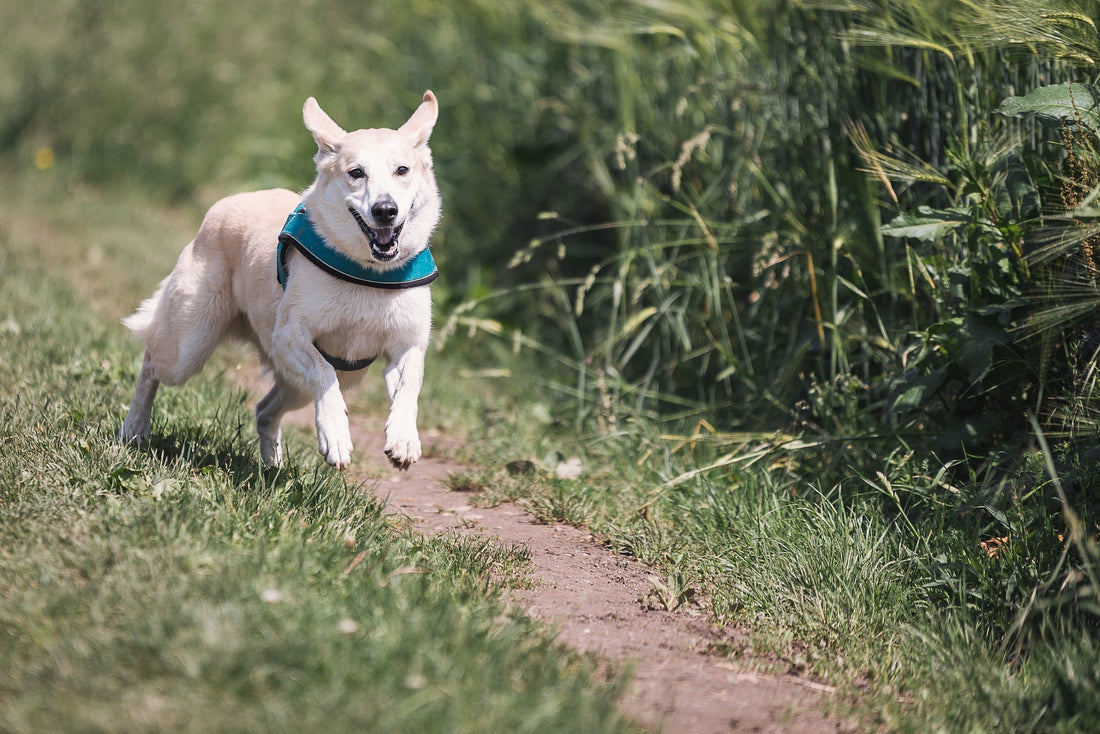The Benefits of Regular Exercise For Your Dog