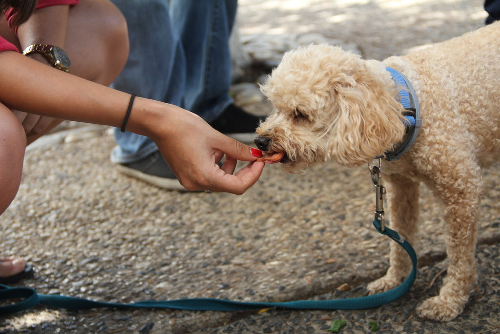 5 Benefits of Using Treats in Dog Training