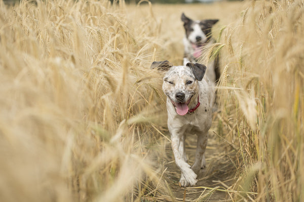 The Canine Fitness Revolution: Innovative Exercise Ideas for Your Dog