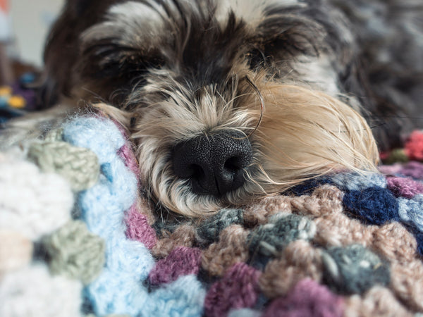 A Guide to the Best Treats for Dogs with Food Allergies
