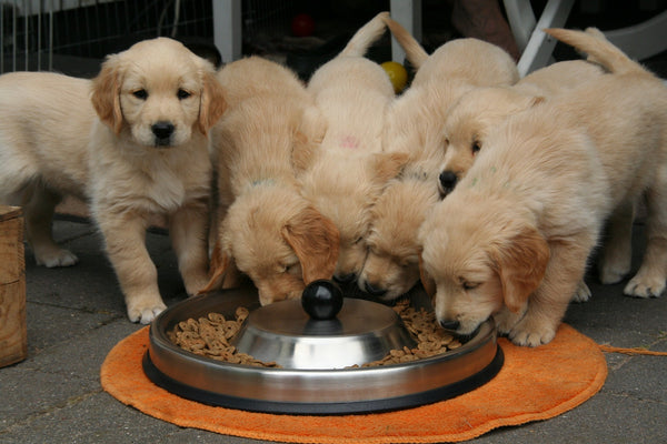 How to Choose the Right Dog Food for Your Pet