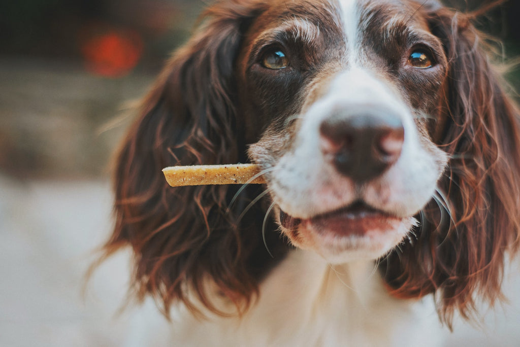 How to Choose the Right Bones and Chews for Your Dog