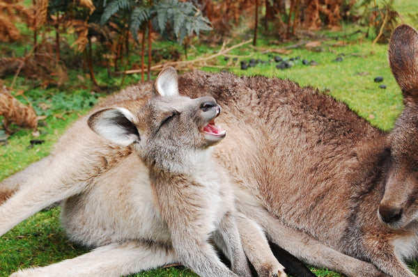 The Most Unusual Pets You Can Legally Own