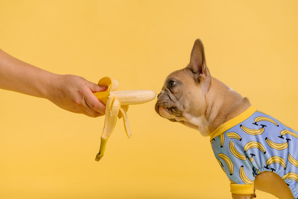 The Top 10 Fruits That Are Safe and Healthy Treats for Dogs