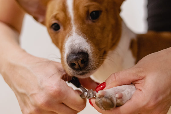 The Importance in Grooming Your Dog