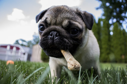 The Environmental Impact of Conventional Dog Treats and Why Natural is Better