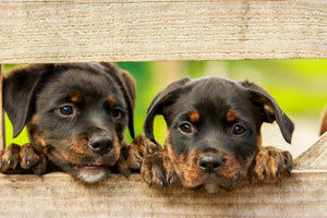The Importance of Socialization for Puppies