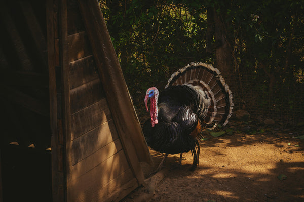 Turkey Dog Treats
