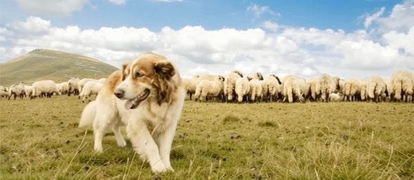 Lamb Dog Treats