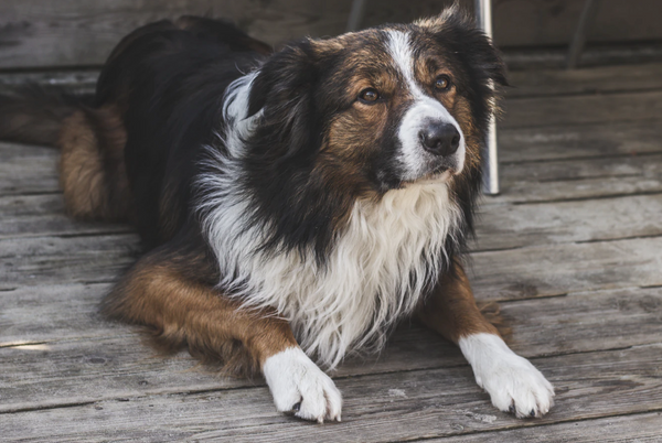 Organic Dog Treats