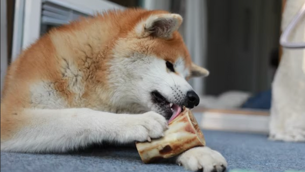 Delectable Bones