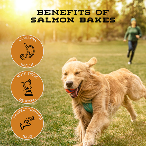 A happy Golden Retriever running in a field, highlighting the skin, coat, and heart health benefits of wild-caught salmon rewards.