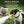 Freshly prepared small-batch bison treats  - artisanal dog treat manufacturing process in the USA.